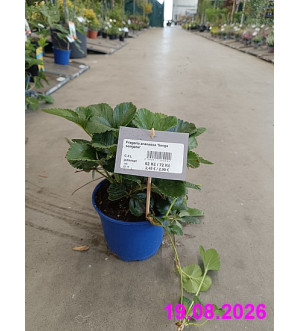 Fragaria ananassa 'Senga sengana' C 2 L